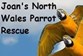 Joan's North Wales Parrot Rescue