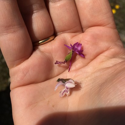 Very important ID photo of orchid bits