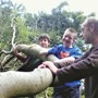 Sam Matthew and Chester climbing on the fallen tree, Heaton woods