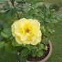 Our beautiful golden wedding anniversary rose has just bloomed again 