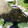 Filling the pond in the sunshine