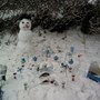 Lucian's First Snowman x