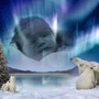 Lucian's Polar Bear Picture x