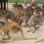 Australia kangaroos