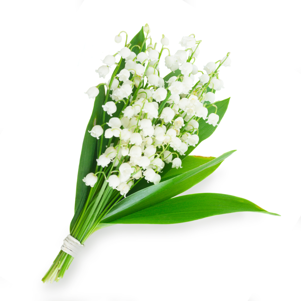 LILY OF THE VALLEY - sent on February 10th, 2021
