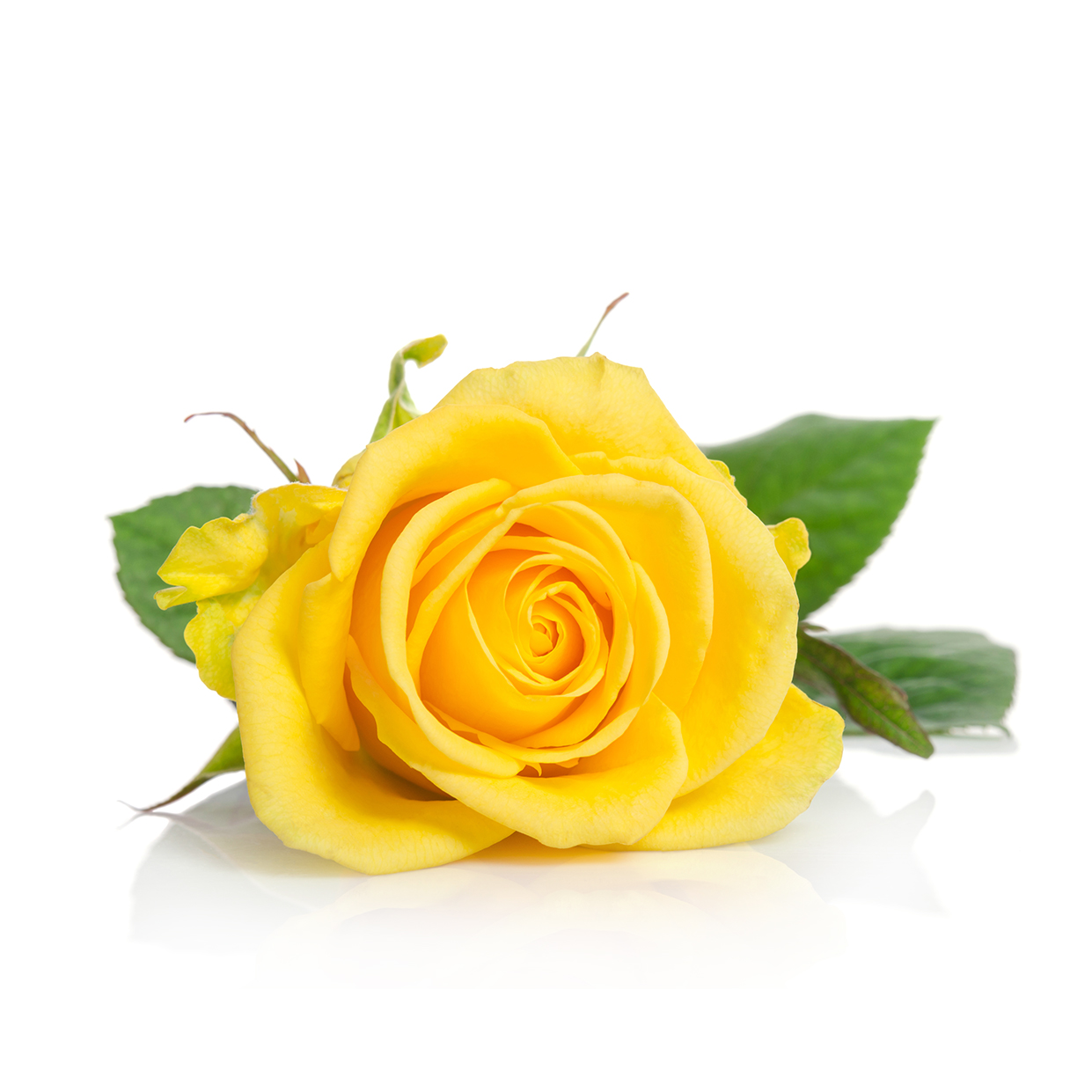 YELLOW ROSE - sent on April 22nd, 2021