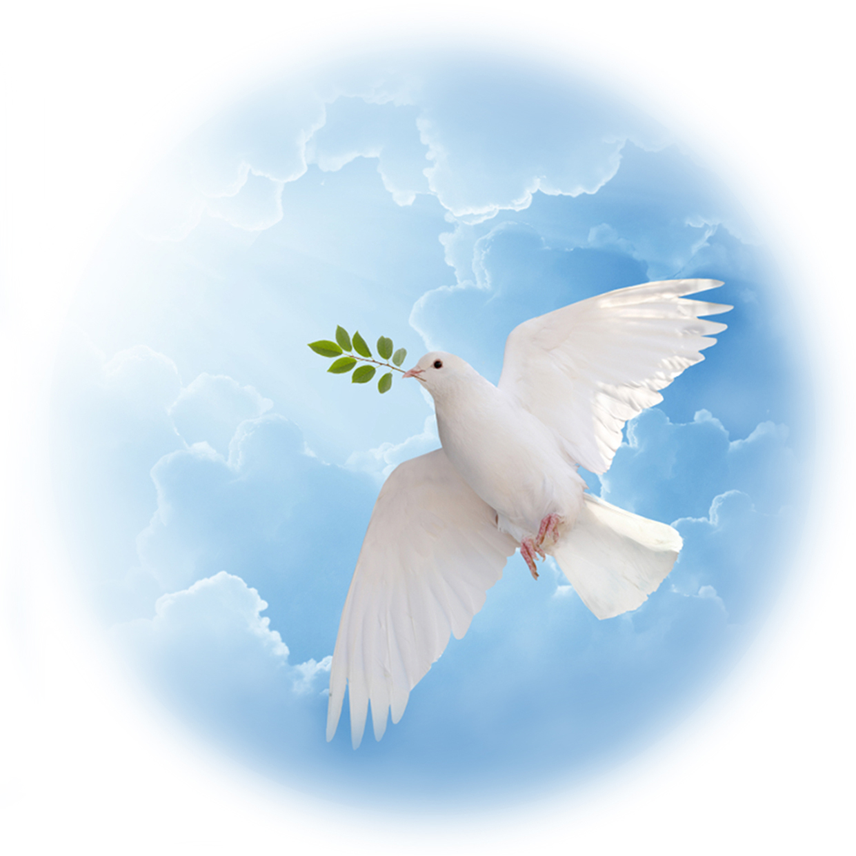 DOVE OF HOPE